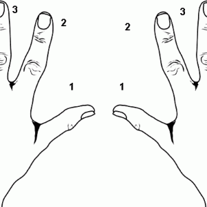 Fingering and Articulation