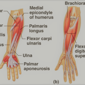 The most classical of all Scaramuzza movements: Rotation